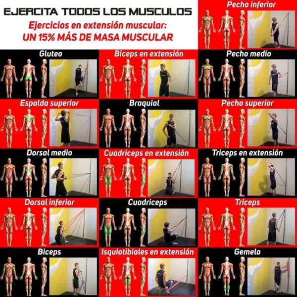 tabla-ejercicios-pecho-espalda-pierna-rail-pared Guía visual de ejercicios de musculación (pecho, dorsal, cuádriceps, tríceps) realizables con el anclaje de rail de pared a diferentes alturas.